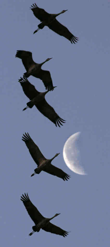 Sandhill cranes in Arizona